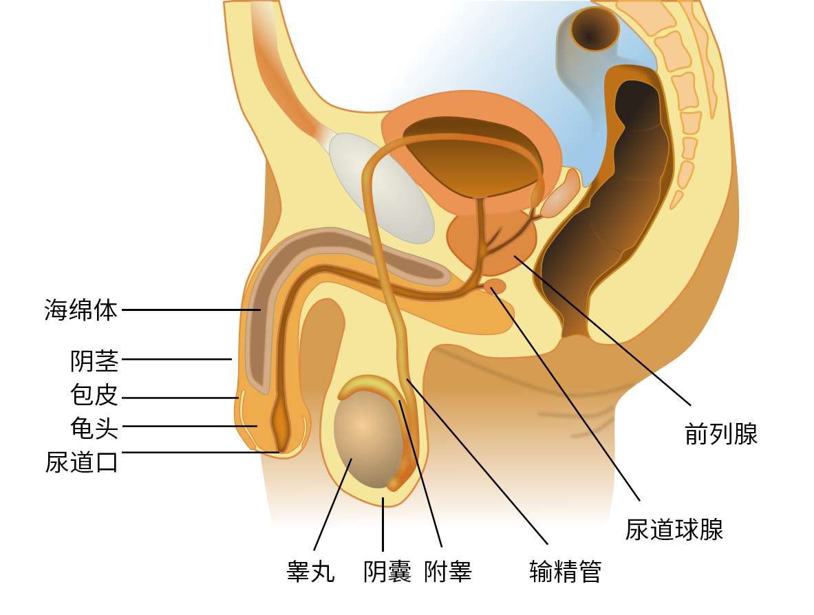 图 11，男性生殖系统