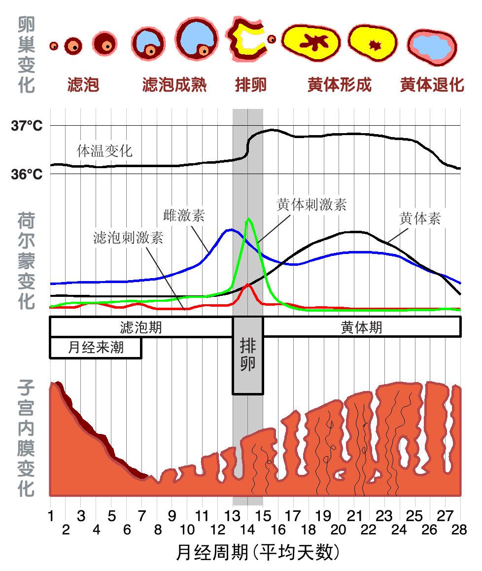 圖 8，月經週期