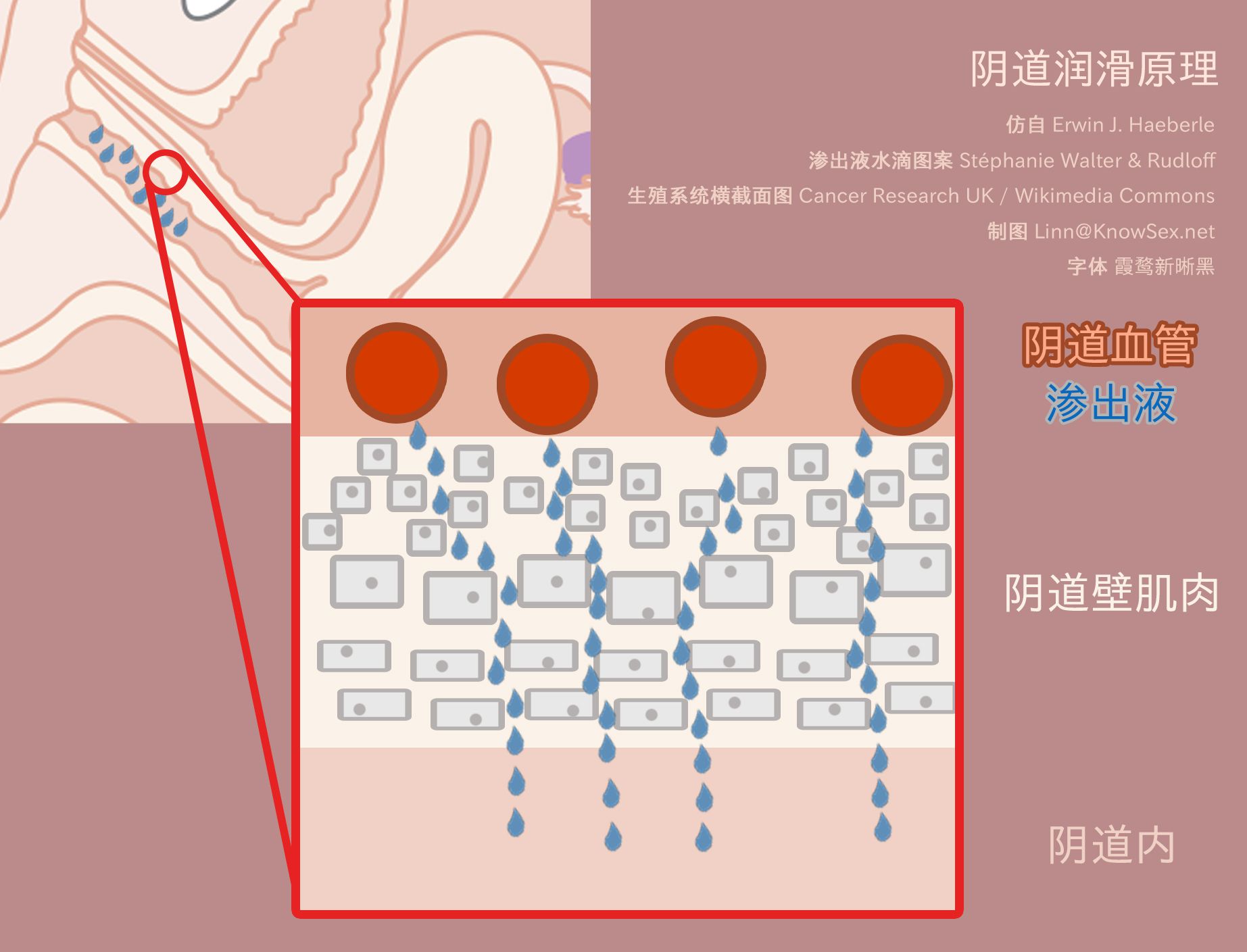 阴道润滑原理，从阴道壁表面的毛细血管渗出液体，最终流入阴道内部。